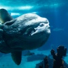 Lisbon, Oceanario, sunfish