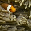 Anemonenfische orange, Falscher Clownfisch