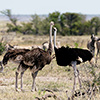 Etosha-Pfanne