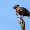 crested eagle