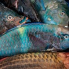 Fiji, Suva market