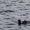 New Zealand, Doubtful Sound, sea lions