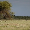 Botswana, Kalahari, CKGR