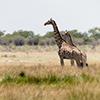 Etosha-Pfanne