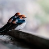 lesser-striped swallow