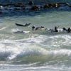 Brillenpinguine Boulders Beach