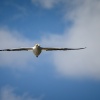 Australasian gannet, Cape Kidnappers