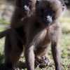 Gelada baboons