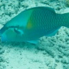 Palau Archipel, underwater