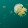 Palau, Jellyfish Lake