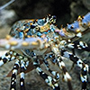 New Caledonia, Aquarium des Lagons