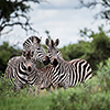Okavango Delta, Botswana, Zebra