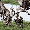 Chobe NP, fish eagle