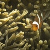 anemonefish, false percula clownfish