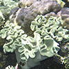 Papua-Neuguinea, Rabaul, Schnorcheln, Unterwasser