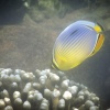 Anak Krakatoa, Underwater