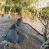 Hippos, St. Lucia