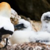 Australasian gannet, Cape Kidnappers