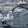 Neuseeland, Doubtful Sound, Albatrosse