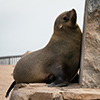 Cape Cross seals