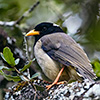 Himalayan yellow-billed magpie