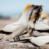 Australasian gannets, Cape Kidnappers