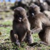 Gelada baboons