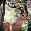 Makgadikgadi Pan, Impala