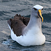 New Zealand, Doubtful Sound, albatrosses