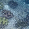 Palau Archipel, Unterwasser
