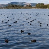 Rotorua, Taupo, geothermal