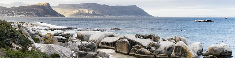 Brillenpinguine Boulders Beach