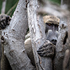 Chobe NP, baboon