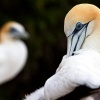 Australasian gannets, Cape Kidnappers