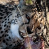 Botswana, Kalahari Transfrontier, Gepard