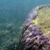 Anak Krakatau, Unterwasser