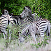 Nxai Pan, Zebras