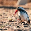 Toko, red hornbill