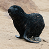 Cape Cross seals