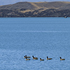 New Zealand, Southern Alps, Lake Ohau