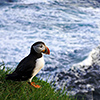 Iceland, Atlantic Puffin, Lundi