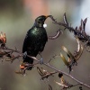 Taupo volcanic zone, Tui-Vogel