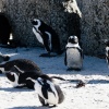 Brillenpinguine Boulders Beach