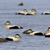 A Paradise for Eiders