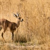 Steenbok