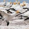 Australasian gannets, Cape Kidnappers