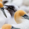 Australasian gannets, Cape Kidnappers