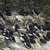 Iceland, razorbill