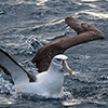 New Zealand, Doubtful Sound, albatrosses