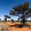 Botswana, Kalahari Transfrontier